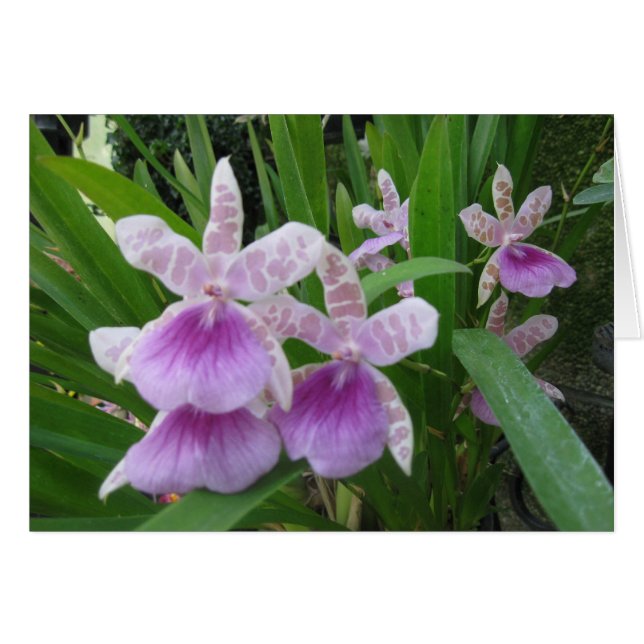 Tarjeta Lilac y Orquídea Blanca (Anverso (Horizontal))