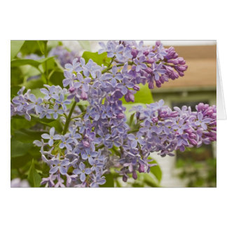 Tarjeta Lilacs