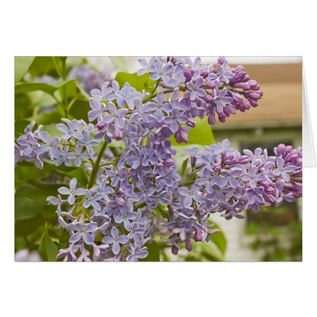Tarjeta Lilacs (Anverso (Horizontal))