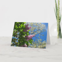 Lilacs y flores de cerezo - Viñedo de Martha