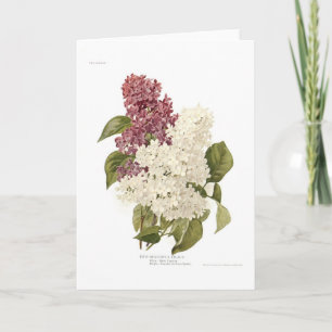 Tarjeta Lilas