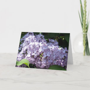 Tarjeta Lilas en la plena floración