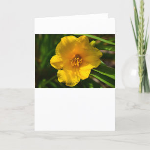 Tarjeta Lily, Card