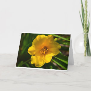 Tarjeta Lily, Card