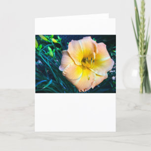 Tarjeta Lily, Card