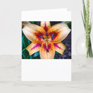 Tarjeta Lily, Card