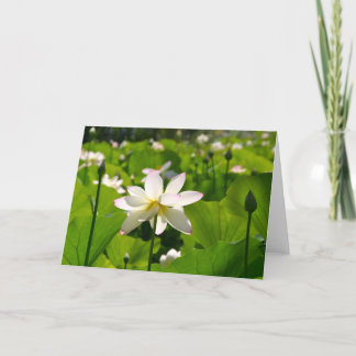 Tarjeta Lily en Los Poblanos