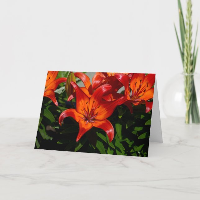 Tarjeta Lily, Naranja Rosa Oscuro (Anverso)