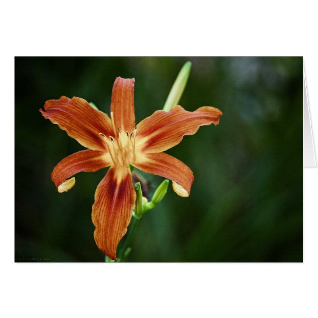 Tarjeta Lily P6588 (Anverso (Horizontal))