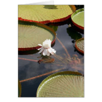 tarjeta - Lilypads gigantes y Lirio de Agua Blanca