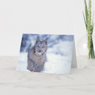 Tarjeta lince, lince del lince, en la nieve en las colinas