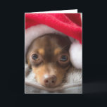 Tarjeta linda de Feliz Navidad de la chihuahua de<br><div class="desc">Esconda o utilice la inscripción linda de la fuente de la cuerda incluida ya. De nuestra caseta de perro a su caseta de perro,  Feliz Navidad.</div>