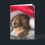 Tarjeta linda de Feliz Navidad de la chihuahua de<br><div class="desc">Esconda o utilice la inscripción linda de la fuente de la cuerda incluida ya. De nuestra caseta de perro a su caseta de perro,  Feliz Navidad.</div>