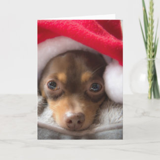 Tarjeta linda de Feliz Navidad de la chihuahua de