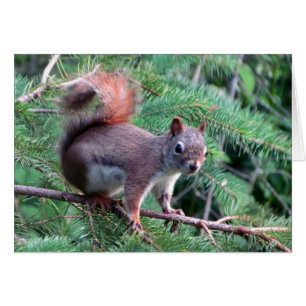 Tarjeta linda de la ardilla roja