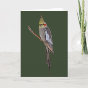 Tarjeta linda del Cockatiel (incorpore su propio