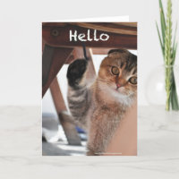 Tarjeta linda del gato de los tallarines del