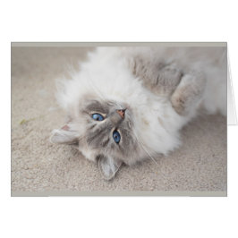 Tarjeta linda del gato de Ragdoll