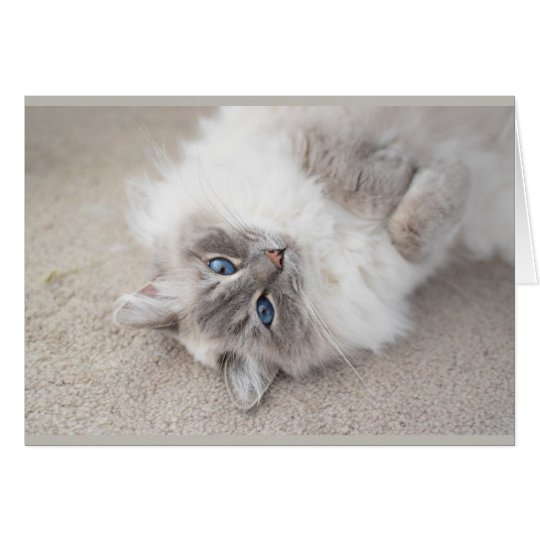 Tarjeta linda del gato de Ragdoll
