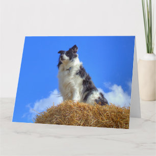 Tarjeta Lindo Border Collie de Verano
