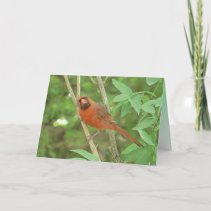 Tarjeta Lindo cardenal macho en rama pensando en ti