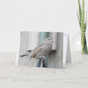 Tarjeta Lindo gorrioncito posado en un comedero de pájaros