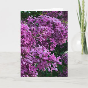 Tarjeta Línlacas rosadas púrpura   foto floral rosa románt