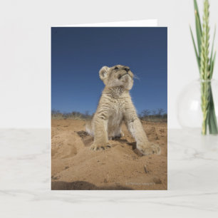 Tarjeta Lion Cub (Panthera Leo) sentado en la arena, Namib