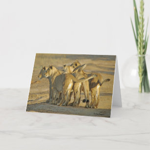 Tarjeta Lion Cubs