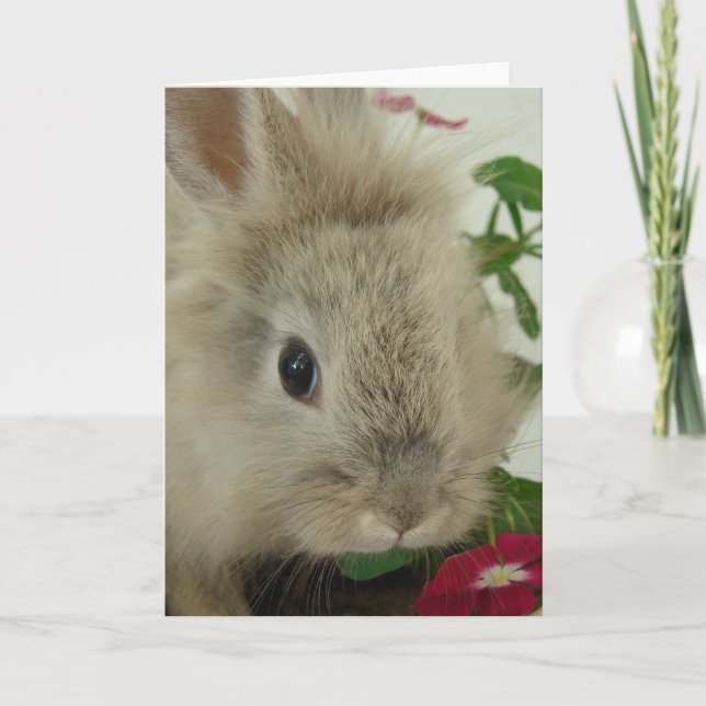 Tarjeta Lionhead Bunny All Occasis (Anverso)