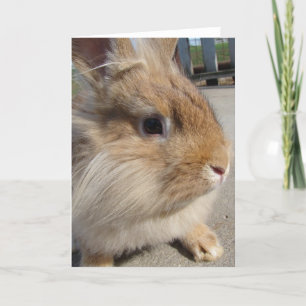 Tarjeta Lionhead Rabbit