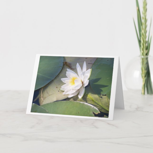 Tarjeta Lirio acuático de Pine Lake (Anverso)