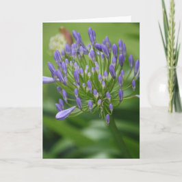 Tarjeta Lirio Africana