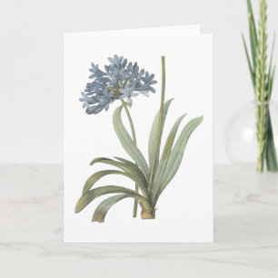 Tarjeta lirio africano azul (Agapanthus) por Redouté