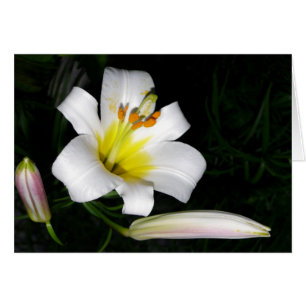 Tarjeta Lirio Blanca