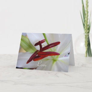 Tarjeta Lirio blanco, flor.