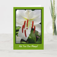 Lirio blanco oriental