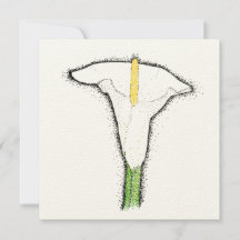 Lirio Calla