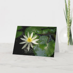 Tarjeta Lirio de agua blanca