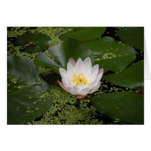Tarjeta Lirio de Agua Blanca