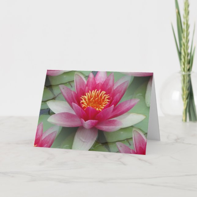 Tarjeta Lirio de agua de Lotus rosa (Anverso)