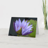 Lirio de Agua Lavanda