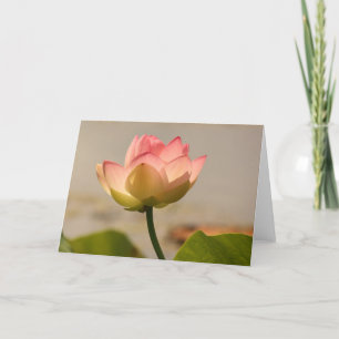 Tarjeta Lirio de agua rosa