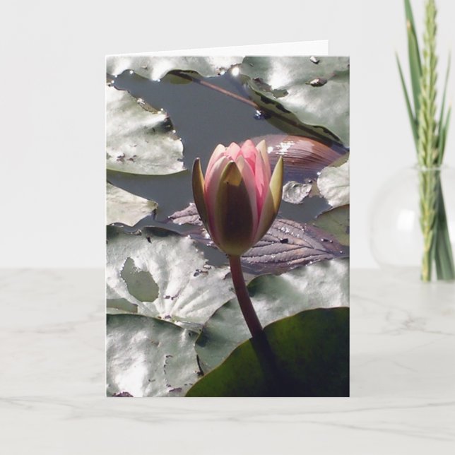 Tarjeta Lirio de Agua Rosa (Anverso)