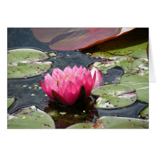 Tarjeta Lirio de Agua Rosa
