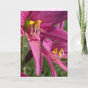Tarjeta Lirio de Oxblood