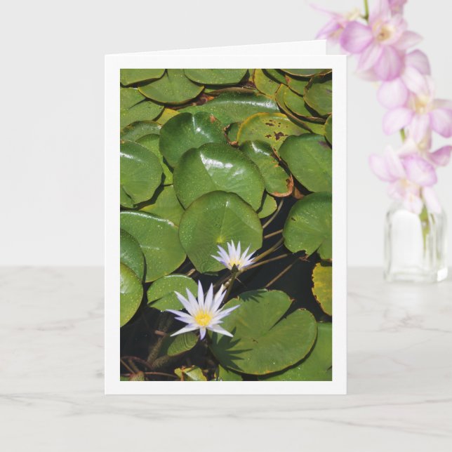 Tarjeta Lirios de agua (Orquídea)