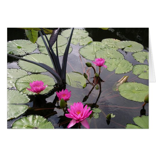 Tarjeta Lirios de agua rosados