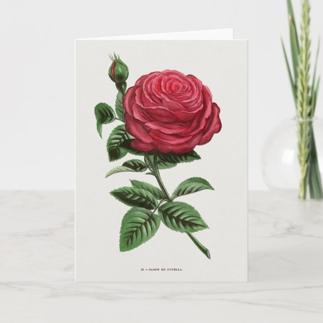 Tarjeta Litografía de rosa antigua, François-Frédéric Grob (Anverso)