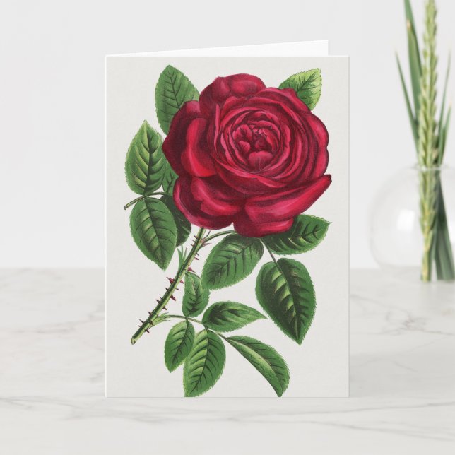 Tarjeta Litografía de rosa antigua, François-Frédéric Grob (Anverso)